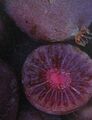 Actinidia arguta 'Ken's Red'- rote Mini Kiwi (weiblich)- Pflanze 30-50cm - Frost
