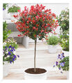 Immergrünes Photinia-Stämmchen "Little Red Robin®" 1 Pflanze Glanzmispel