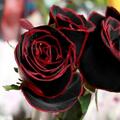70 True Blood Rare Black Rose Seeds, Rare Amazingly Beautiful Black Roses