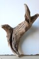 Treibholz Schwemmholz Driftwood 1  Wurzel Dekoration Terrarium 31 cm hoch *344*