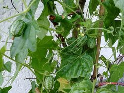 30 Samen Mexikanische Mini Gurken - Melothria scabra Wassermelonen-Gurke Rarität