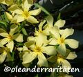 Oleander Pflanze MARIE GAMBETTA 70-80cm 3l Topf  KANARIENGELB