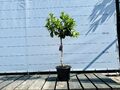 ORANGENBAUM - Obstbaum - Sitrus Sinensis - 150 cm - 8 jahre alt
