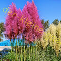 PAMPASGRAS ROSA ROSE CORTADERIA SELLOANA PINK ZIERGRAS WINTERHART 100 SAMEN