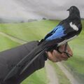 Gefälschte Künstlich Elster Vogel Realistisch Präpariert Heim Garten Dekor