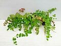 3Topf Lysimachia nummularia Pfennigkraut,Aquarienpflanzen,Teichpflanzen 2,70€/St