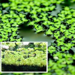 Lemna minor immergrüne winterharte Wasserpflanzen Pflanzen gegen Algen Teichdeko