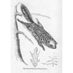 Rocky Mountain fliegendes Eichhörnchen - antiker Druck 1856