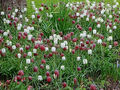 50 Samen Schachblume (Fritillaria meleagris)