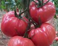 Tomaten samen Mikado Pink  rosa РУССКИЙ МЯСНЫЙ ПОМИДОР 30+ Samen