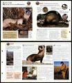Save the Black-Footed Frettchen #10 Naturschutz - Wildlife Explorer ausklappbare Karte