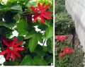 2 Pflanzen rote Passionsblume winterhart duftend Set