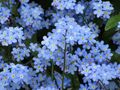 1000 Samen Alpen Vergissmeinnicht Myosotis alpestris Garten Balkon  Blumen 