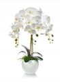 Künstliche Orchidee wie echt im Keramiktopf 60cm groß in Weiß Schmetterling