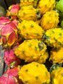 Gelbe Drachenfrucht - Hylocereus megalanthus - 5+ Samen - Samen Gx 087