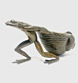Detailierte Tierfigur-Bronze Frosch mit Schneckenhaus ca.900 g