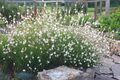 10 x Gaura lindheimeri 'Whirling Butterflies‘ (Stauden/Winterhart) Prachtkerze