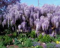 Blauregen Wisteria sinensis 40-60cm Frühlingsblüher