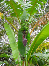 SAMEN die Ur-Banane die Mutter aller Bananen Stauden WILD- Bananen - Samen