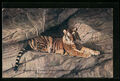 Stellingen-Hamburg, Tiger in der Tigerschlucht, Ansichtskarte 