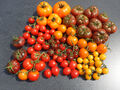 Tomaten alte samenfeste Sorten Tomatensamen zum Aussuchen 