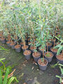Roter  Eukalyptus Eukalyptus camaldulensis ca.100-120 cm winterhart  immergrün