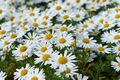 6000 + Samen Wiesen Margerite Wild Blume Bienenmagnet Blumensamen Garten 