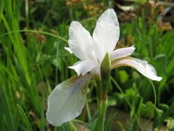 Iris sibirica alba, Wiesen-Iris weiss Teichpflanzen Teichpflanze Sumpfpflanze