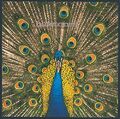 The Bluetones - Expecting To Fly - The Bluetones CD 4MVG The Cheap Fast Free