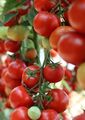 Honig-Tomaten immergrüner Bodendecker jetzt pflanzen Set   Samen