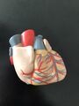Anatomie Modell Herz