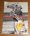 Seltene Werbung KÖNIG PILSENER - Heute ein König - Aufblasbares Zebra 1994