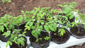 Tomatenpflanzen 6 St. Tomaten Jungpflanzen weltbeste Sorten Bio super