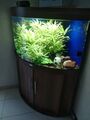 aquarium komplett mit unterschrank gebraucht