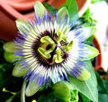 Winterharte Passionsblume, passiflora caerulea , MARACUJA, orange Früchte, süß