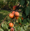 Aprikose Ungarische Beste 60-80cm - Prunus armeniaca