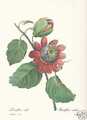 Passionsblume - Passiflora alata FAKSIMILE Redoute 1833