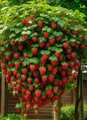 Klettererdbeere - Erdbeerbaum - Partie Pflanzen in Torf