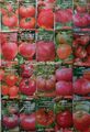 RUSSISCHE TOMATENSAMEN, WOHLSCHMECKENDE RARE SORTEN, ХИТЫ ПРОДАЖ!!!!