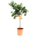 Citrus paradisi 'Star Ruby' Stämmchen 130-150 cm - Rote Grapefruit Zitruspflanze