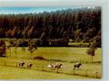 40053116 - 3589 Appenfeld Ponyhof Reiter Pferd