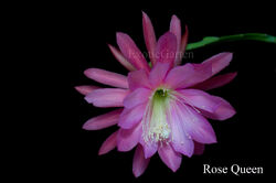 Epiphyllum Blattkakteen Hybride " Rose Queen "