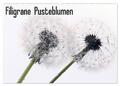 Filigrane Pusteblumen / Geburtstagskalender (Wandkalender 2024 DIN A2 quer),...