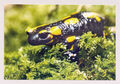 1 AK Feuersalamander Salamander Lurch Amphibien - NEU !!! c