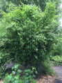 Schwarzer Bambus - Fargesia nitida Black Pearl - keine Wurzelausläufer - im Topf