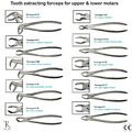 Zahnextraktionspinzette für untere & obere Molaren Wurzeln lösende chirurgische Werkzeuge