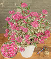 Freiland-Hortensie "Euphoria® Pink",1 Pflanze