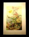 "Die Pflanze" 1886  Pl.14 Florales Stillleben mit Mäuschen Lithographie F. Sturm