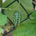 50 Samen - Mexikanische Minigurke 'Melothria scabra'