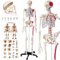 Menschliches Stativ Skelett Modell Anatomie Lehrmodell Poster + Abdeckung 180cm